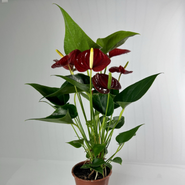 Anthurium Andr. Red Champion - en pot de 12 cm _x000D_
