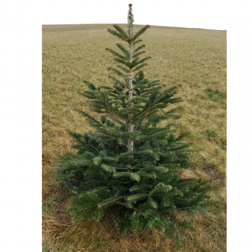 Abies nordmanniana (Sapin de Nordmann) - 175/200 - cont. 55l