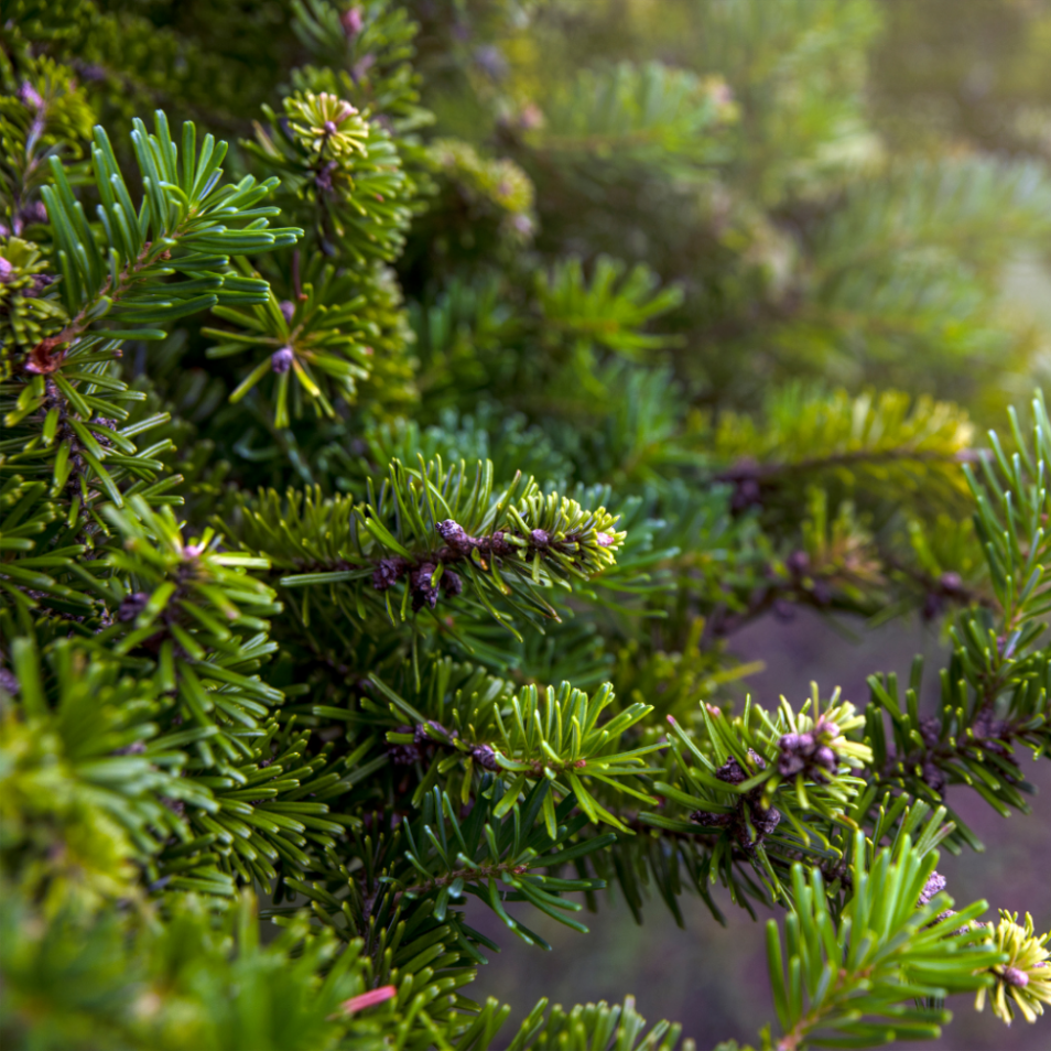 Abies Nordmanniana | Pino Elegante Per Paesaggi - Foto 2