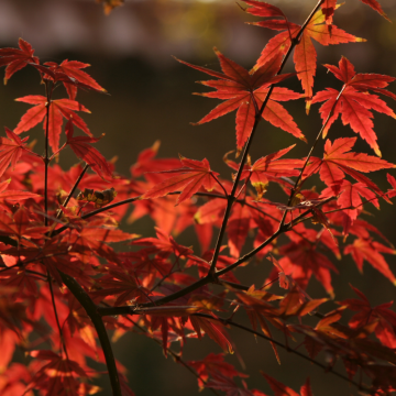 Acer palmatum (Erable du Japon) ´Beni Maiko´ - cont. 5 litres