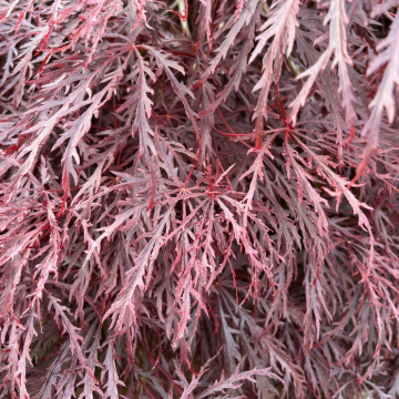 Acer palmatum (Erable du Japon) ´Dissectum Inaba-Shidare´ demi-tige - diamètre 80/100 cm - cont. 30 