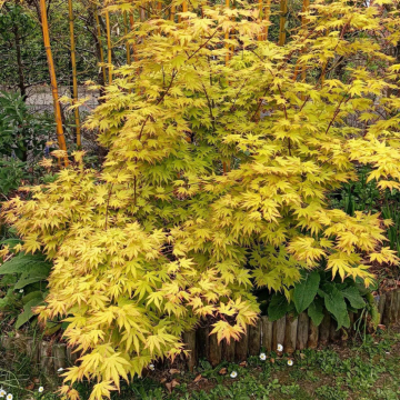 Acer palmatum (Erable du Japon) ´Orange Dream´ - cont. 5 litres