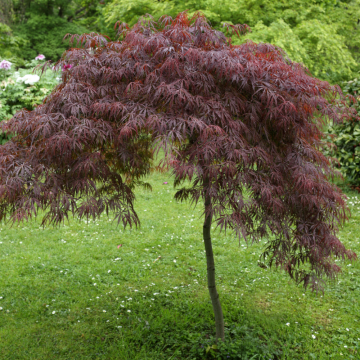 Acer palmatum dissectum (Erable du Japon) ´Red Dragon´ demi-tige - diamètre 100/125 cm - cont. 45 à 