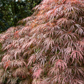Acer palmatum (Erable du Japon) ´Dissectum Nigrum´ demi-tige - diamètre 80/100 cm - cont. 30 litres