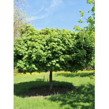 Acer platanoides (Erable Plane) ´Globosum´ tronc 16/18 cm - cont. 90 litres