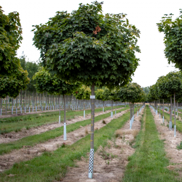 Acer platanoides (Erable Plane) ´Globosum´ tronc 12/14 cm - cont. 70 litres