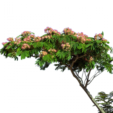 Albizia julibrissin (Arbre à soie) tronc 12/14 cm - cont. 45 à 90 litres
