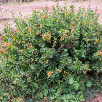 Berberis vulgaris, 9.5lts