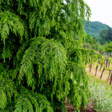 Cedrus deodara (Cèdre de l´Himalaya) 200/250 cm - cont. 55 litres