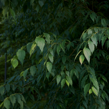 Celtis australis - Tige 10/12cm - en pot de 35lt