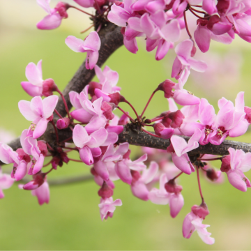 Cercis canadensis (Gainier du Canada) ´Avondale´  - cont. 15lt