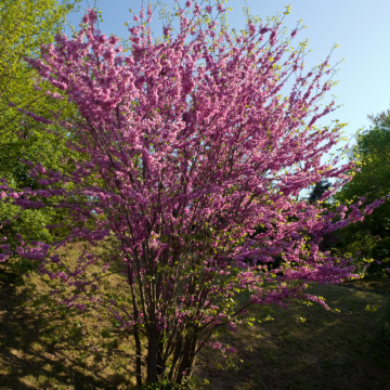 Cercis siliquastrum demi-tige - Cont. 18 litres