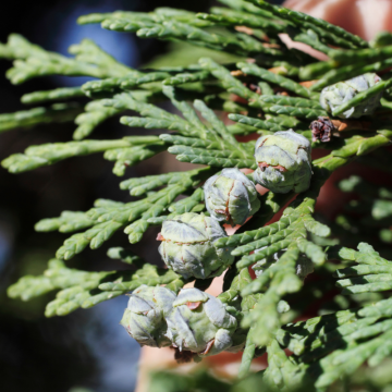 Cyprès de Lawson 'Yvonne' - cont. 25l - 60/80cm (Chamaecyparis lawsoniana)