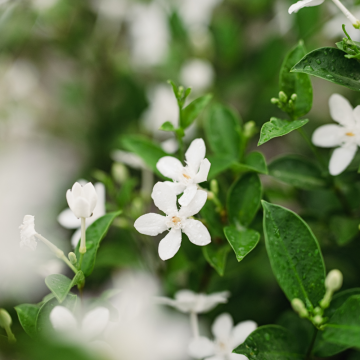 Choisya ternata (Oranger du Mexique) - cont. 9.5 litres