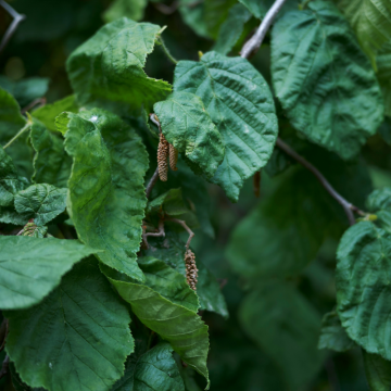 Corylus avellana ´Contorta´ (Noisetier tortueux) - cont. 15 litres