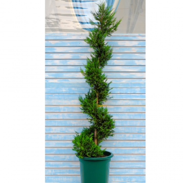 Cupressus macrocarpa ´Gold Crest´ spirale 160/180 - cont. 20lt