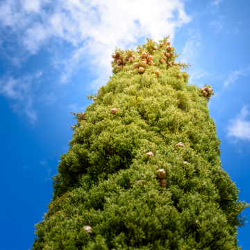 Cupressus sempervirens (Cyprès commun, Cyprès d´Italie) ´Totem´ 400/450 cm - cont. 130 à 230 litres