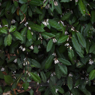 Elaeagnus ebbingei 'Compacta' (Chalef) 150/+ cm en caissette