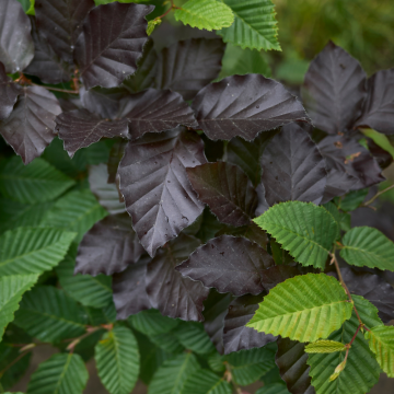 Fagus sylvatica (Hêtre commun) ´Dawyck Purple´ 200/250 cm - cont. 35 à 55 litres