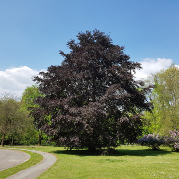 Fagus sylvatica (Hêtre commun) ´Purpurea´ tronc 14/16 cm - cont. 70 litres