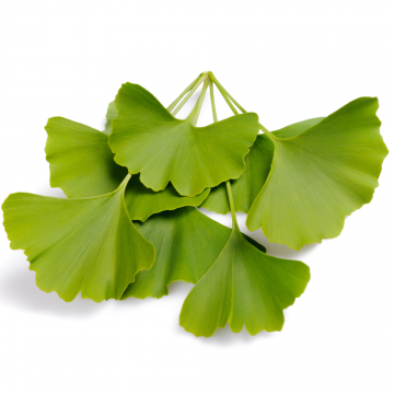 Ginkgo biloba (Arbre aux quarante écus) tronc 25/30 cm - cont. 140 litres
