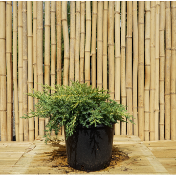 Genévrier 'Gold Kissen' - cont. 3l (Juniperus pfitzeriana)