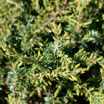 Juniperus communis (Genévrier commun) ´Green Carpet´ - cont. 12 à 15 litres