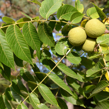 Juglans nigra- Noyer haute-tige 8/10