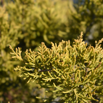 Juniperus pfitzeriana (Genévrier) ´Old Gold´ - cont. 15 litres