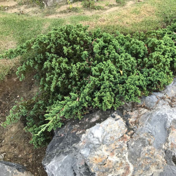 Genévrier rampant 'Nana' - cont. 7.5-15l (Juniperus procumbens)