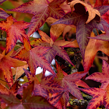 Liquidambar styraciflua (Copalme d´Amérique) 100/125 cm - cont. 9,5 litres