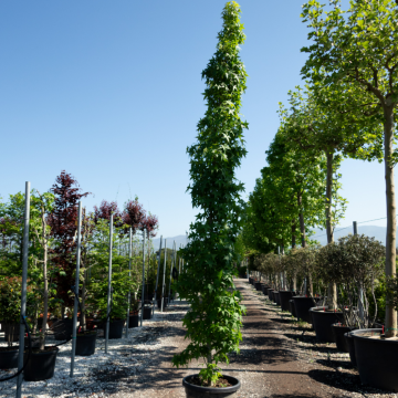 Liquidambar styraciflua (Copalme d´Amérique) tronc 14/16 cm - cont. 70 litres