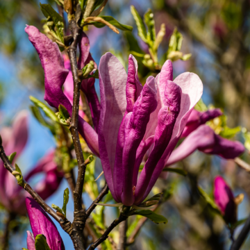 Magnolia x soulangeana ´Susan´ - cont. 9.5 litres