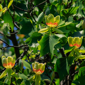 Liriodendron tulipifera (Tulipier de Virginie) tronc 25/30 cm - cont. 180 litres