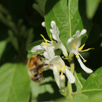 Lonicera xylosteum (Chèvrefeuille des haies) - cont. 9.5 litres
