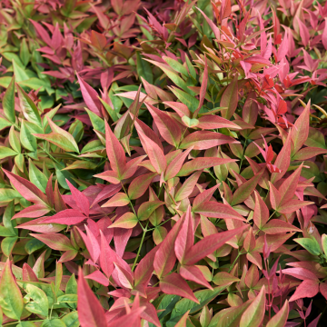 Nandina domestica (Bambou sacré) ´Obsessed seika´ - cont. 15 litres