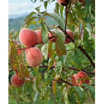 Prunus persica - Pêcher de vigne ´Pêche de vigne blanche´ demi-tige