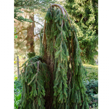Picea abies ´Inversa´ (Épicéa pleureur) 400/450 cm - cont. 160 à 230 litres