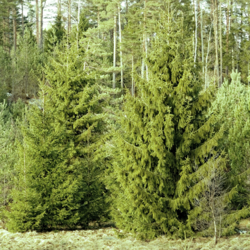 Picea abies - Picea Excelsa (Épicéa commun) 125/150 cm - cont. 30 litres