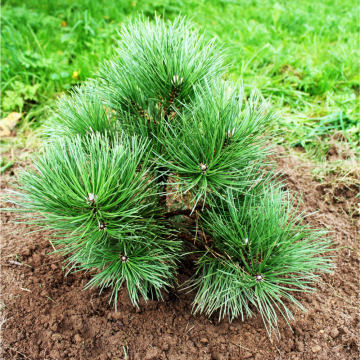 Pinus nigra (Pin noir) ´Austriaca´ 175/200 cm - cont. 90 litres