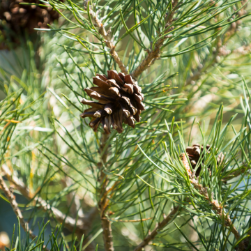 Pinus Sylvestris 200/250 - Cont. 235lt