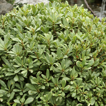 Pittosporum tobira ´Nanum´ (Pittosporum du Japon) - cont. 7.5 litres
