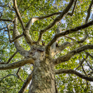 Platanus acerifolia (Platane) parasol - tronc 40/45 cm - cont. 300 à 550 litres
