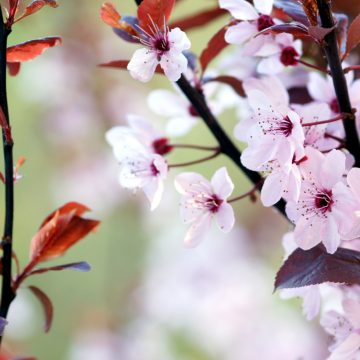 Prunus cerasifera (Prunier à feuilles pourpres) ´Nigra´ tronc 25/30 cm - cont. 150 à 230 litres