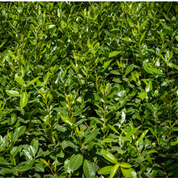 Prunus lusitanica (Laurier du Portugal) Mutlitronc 200/250 - cont. 180 litres