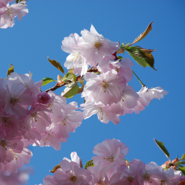 Prunus serrulata (Cerisier du Japon) ´Amanogawa´ 100/125 cm - cont. 9.5 litres