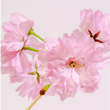 Prunus serrulata (Cerisier du Japon) ´Kanzan´ demi-tige - cont. 12 litres