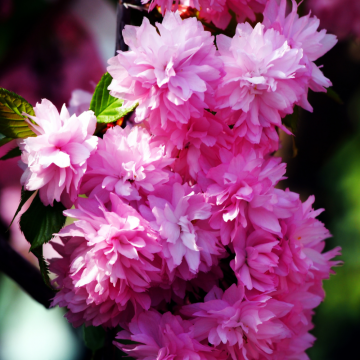 Prunus serrulata (Cerisier du Japon) ´Kiku-shidare-zakura´ demi-tige - cont. 15 litres