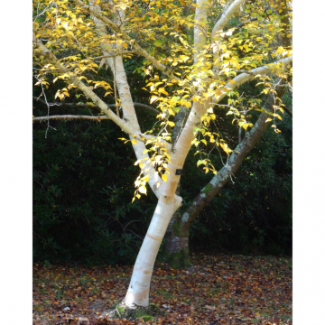 Betula utilis (Bouleau de l´Himalaya) ´Jacquemontii´ 200/250 cm - cont. 45 litres