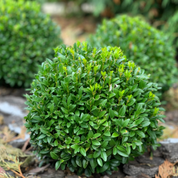 Buxus sempervirens (Buis commun) cube 100/125 cm - cont. 70 litres